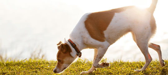 JUEGOS DE OLFATO PARA PERROS