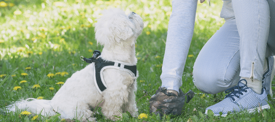 CÓMO AFECTA LA ALIMENTACIÓN DE LOS PERROS EN LAS HECES