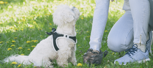 CÓMO AFECTA LA ALIMENTACIÓN DE LOS PERROS EN LAS HECES