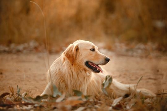 CUIDADO DE PERROS Y GATOS CUANDO LLEGA EL OTOÑO