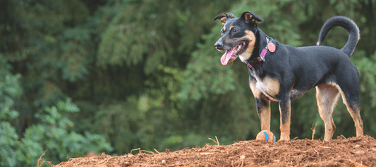 MEZCLA DE HIERBAS Y VERDURAS MEDICINALES PARA PERROS