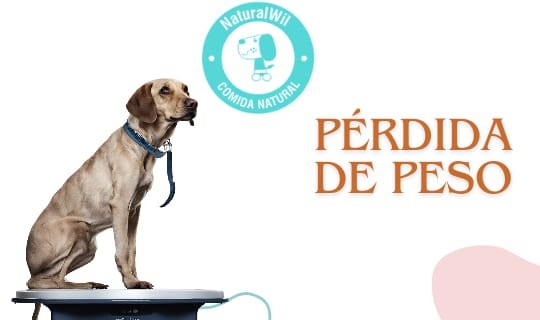 ¿POR QUÉ PIERDE PESO MI PERRO?