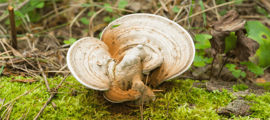 HONGOS MEDICINALES PARA MASCOTAS - MICOLOGÍA