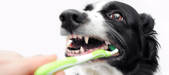 ENFERMEDAD DENTAL EN PERROS Y GATOS