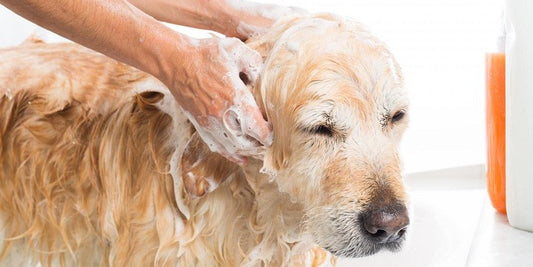 El mal olor del perro: Remedios para el mal olor de tu mascota