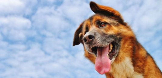 Anatomía del perro ¿Qué sabes sobre la lengua del perro?