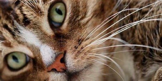 Funciones de los bigotes de gato ¿Para qué le sirven los bigotes a los gatos?