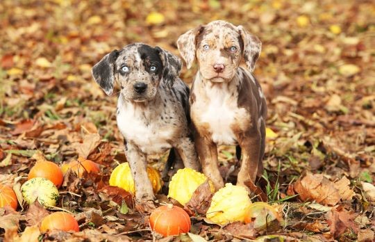 Razas de perros raras y difíciles de encontrar