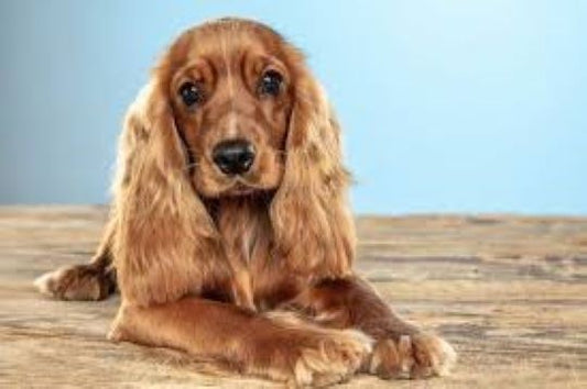 Cocker Spaniel: Una raza de perro pequeño muy tierna y familiar