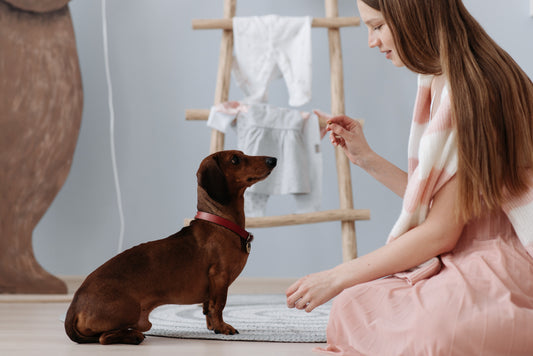 5 maneras sencillas para educar a tu perro con el refuerzo positivo