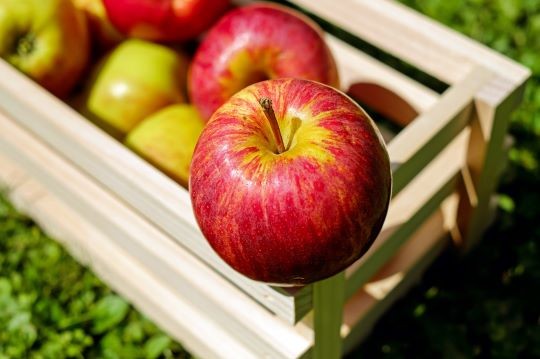 ¿Los perros pueden comer manzana?