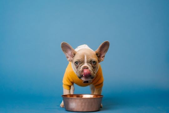 Tabla de cantidad de comida para cachorros