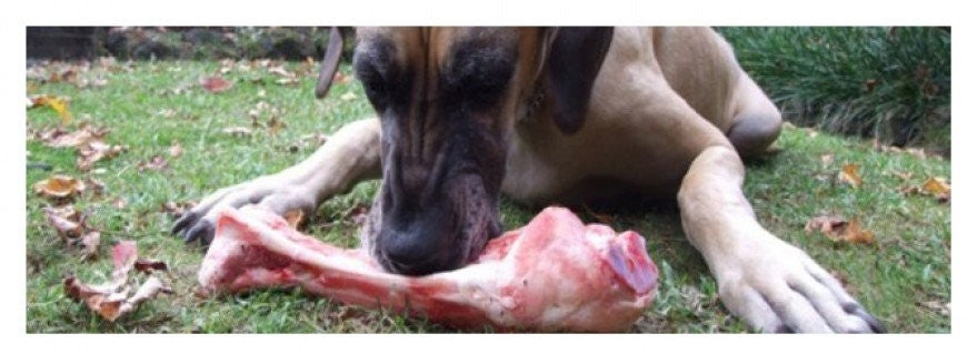 Carne cruda para perros: ¿es segura?