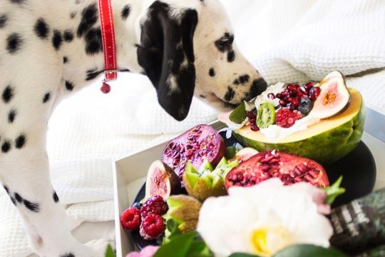 ¿Los perros pueden comer frutas?