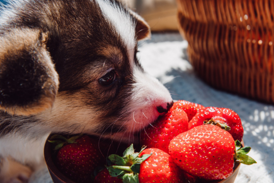 ¿Los perros pueden comer fresas?