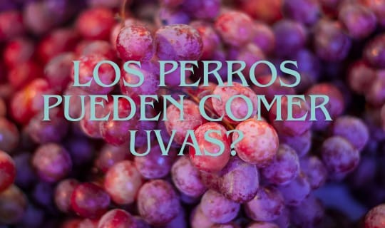 ¿Pueden comer uvas los perros?