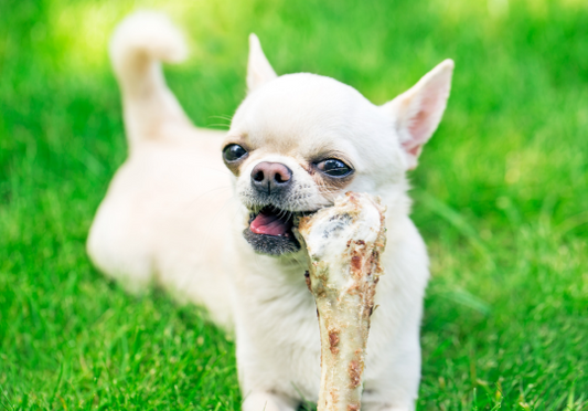 ¿Los perros pueden comer huesos?