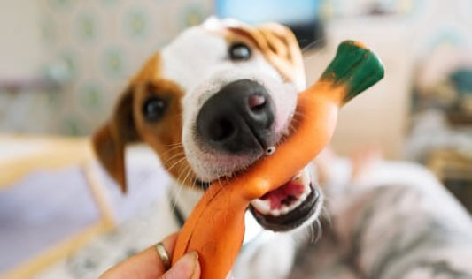 ¿Los perros pueden comer zanahoria?