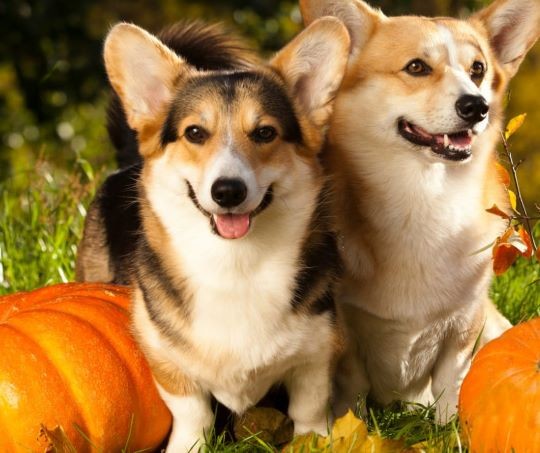 ¿Los perros pueden comer calabaza?