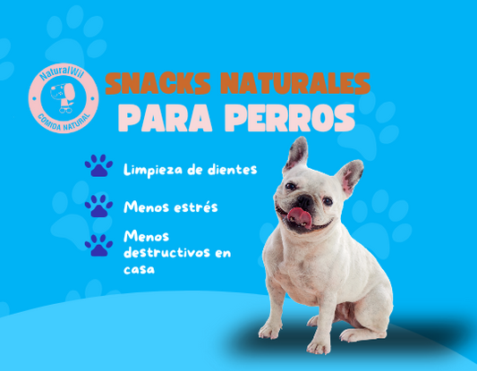 Cómo premiar a tu perro