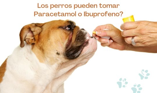 ¿Los perros pueden tomar Ibuprofeno o paracetamol?