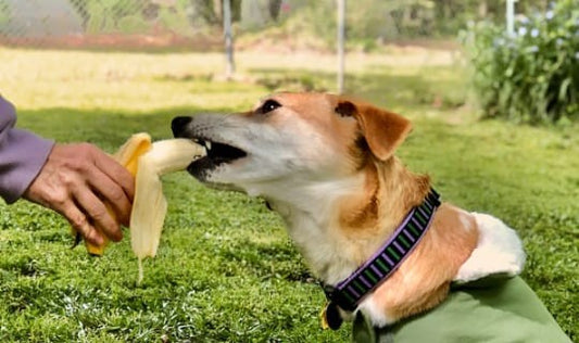 ¿Los perros pueden comer plátano?