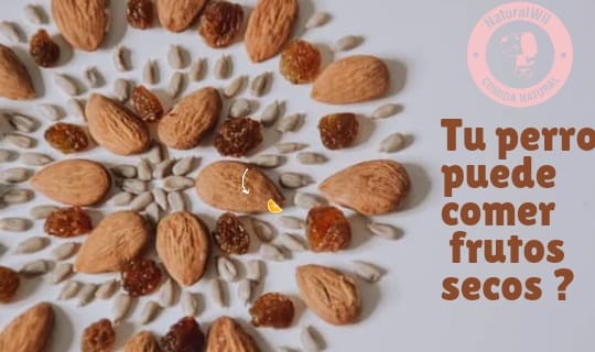 ¿los perros pueden comer frutos secos?