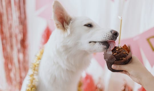 ¿Los perros pueden comer chocolate?