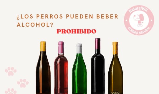 ¿los perros pueden beber alcohol?