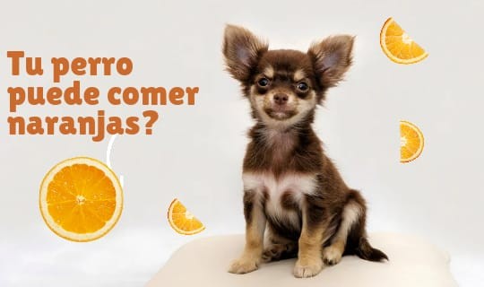 ¿Los perros pueden comer naranjas?