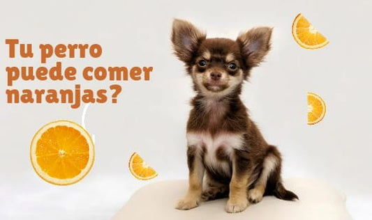 ¿Los perros pueden comer naranjas?