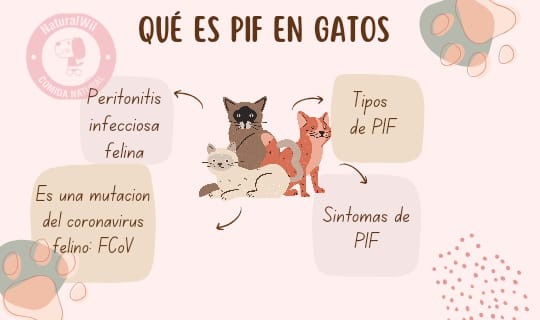 PIF en gatos: causas, síntomas y tratamiento