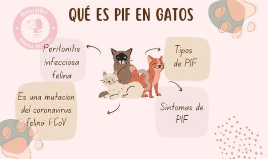 PIF en gatos: causas, síntomas y tratamiento