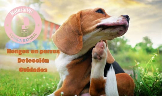 Hongos en perros: detección, precaución y cuidados