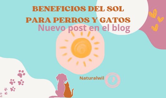 Beneficios del sol para perros