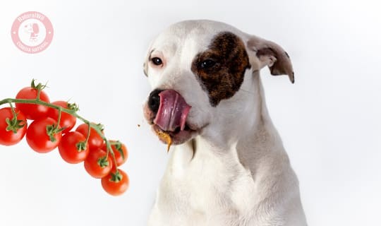 ¿Los perros pueden comer tomate?