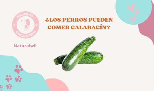 ¿Los perros pueden comer calabacín?