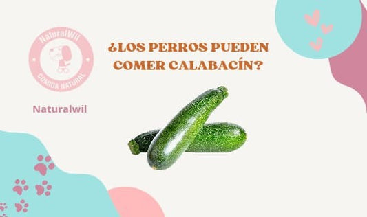 ¿Los perros pueden comer calabacín?