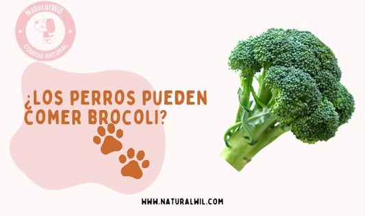 ¿Los perros pueden comer brócoli?