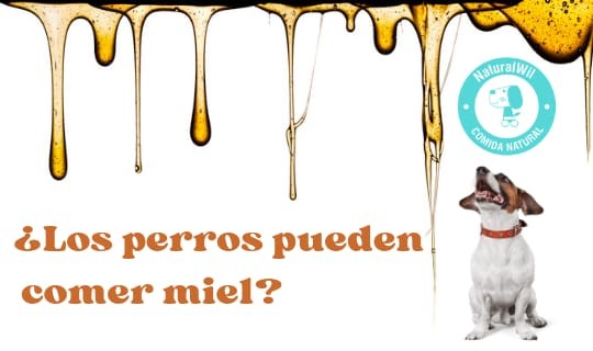 ¿Los perros pueden comer miel?