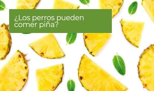 ¿Los perros pueden comer piña?