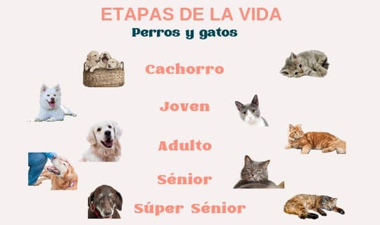 Etapas de la vida de perros y gatos