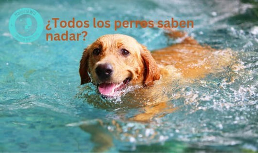 ¿Todos los perros  saben nadar?