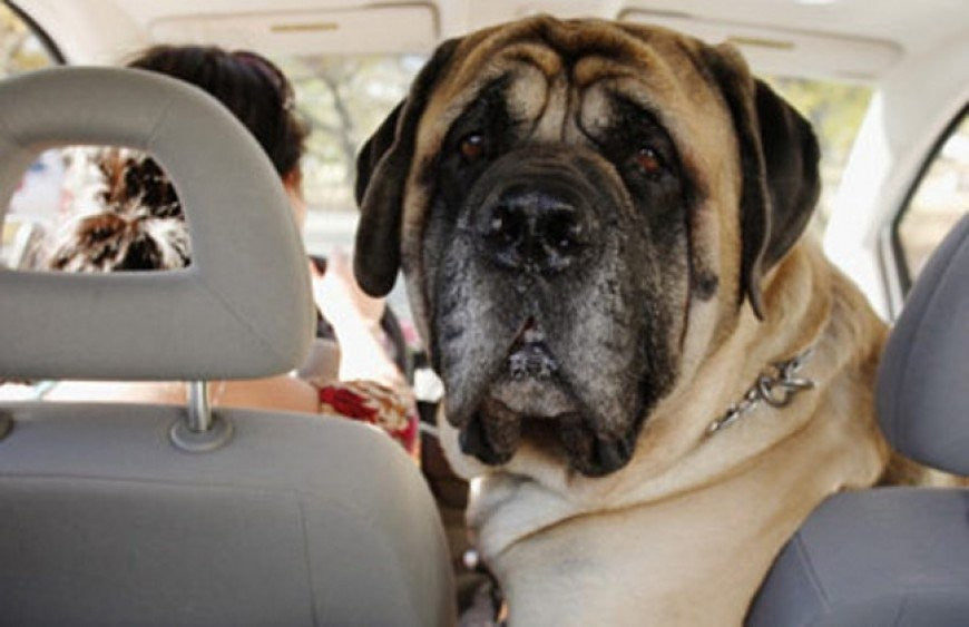 ¿Cómo evitar los mareos del perro en el coche?