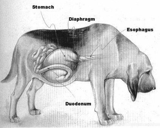 CAUSAS, SÍNTOMAS Y CÓMO EVITAR LA TORSIÓN DEL ESTÓMAGO EN PERROS