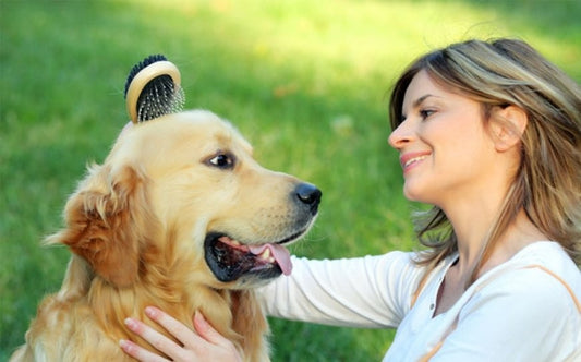 CONSEJOS PARA UN BUEN CEPILLADO DE TU PERRO