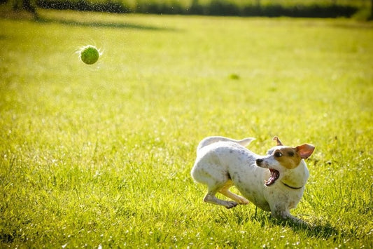 Cómo saber si tu perro es feliz