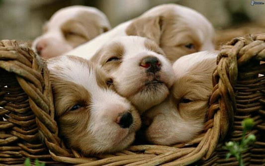 10 consejos para cuidar a cachorros recién nacidos