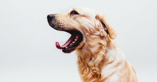 La dieta BARF puede ayudar a evitar que tu perro como heces