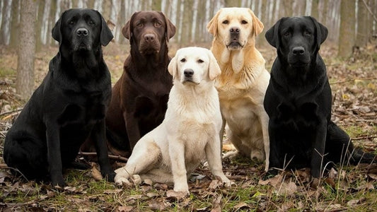 Labrador Retriever; Una entrañable raza de perro de trabajo muy inteligente